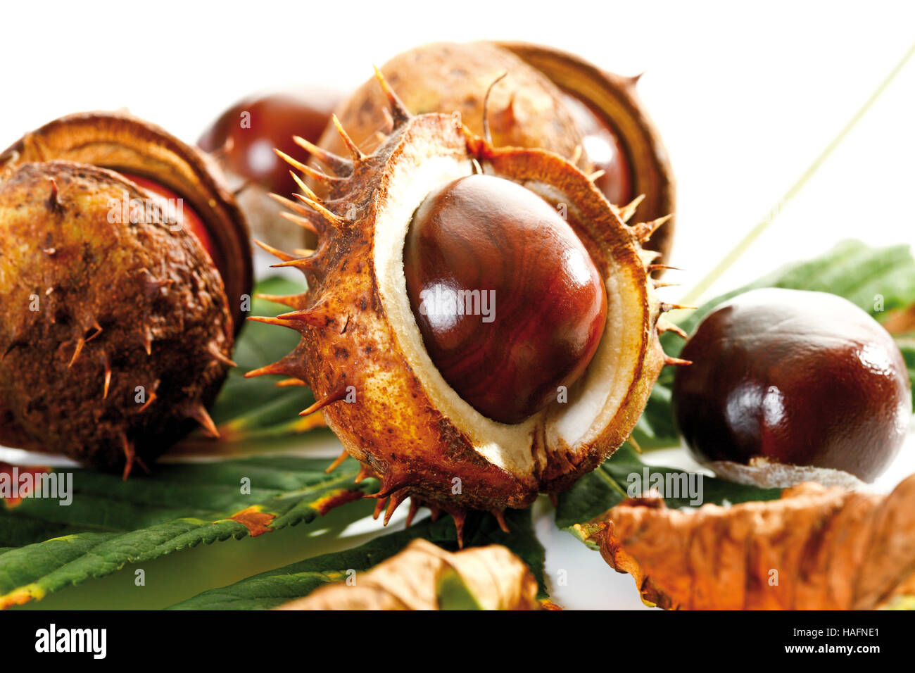 Horse-chestnut or Conker (Aesculus hippocastanum) and chestnut leaf ...