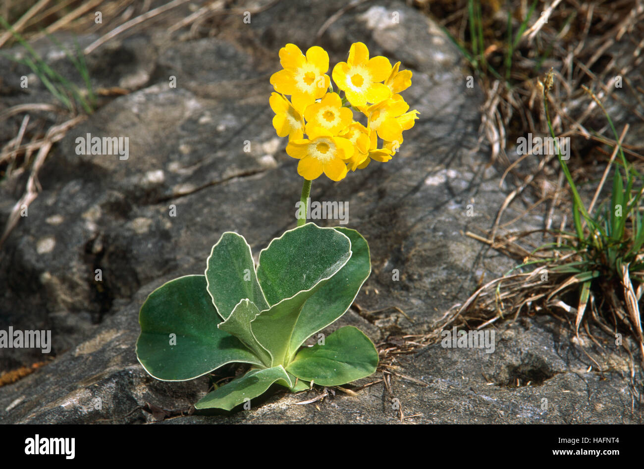 Auricula or Bear's Ear (Primula auricula L.) primrose flower, in the Kalkalpen National Park, Austria, Europe Stock Photo