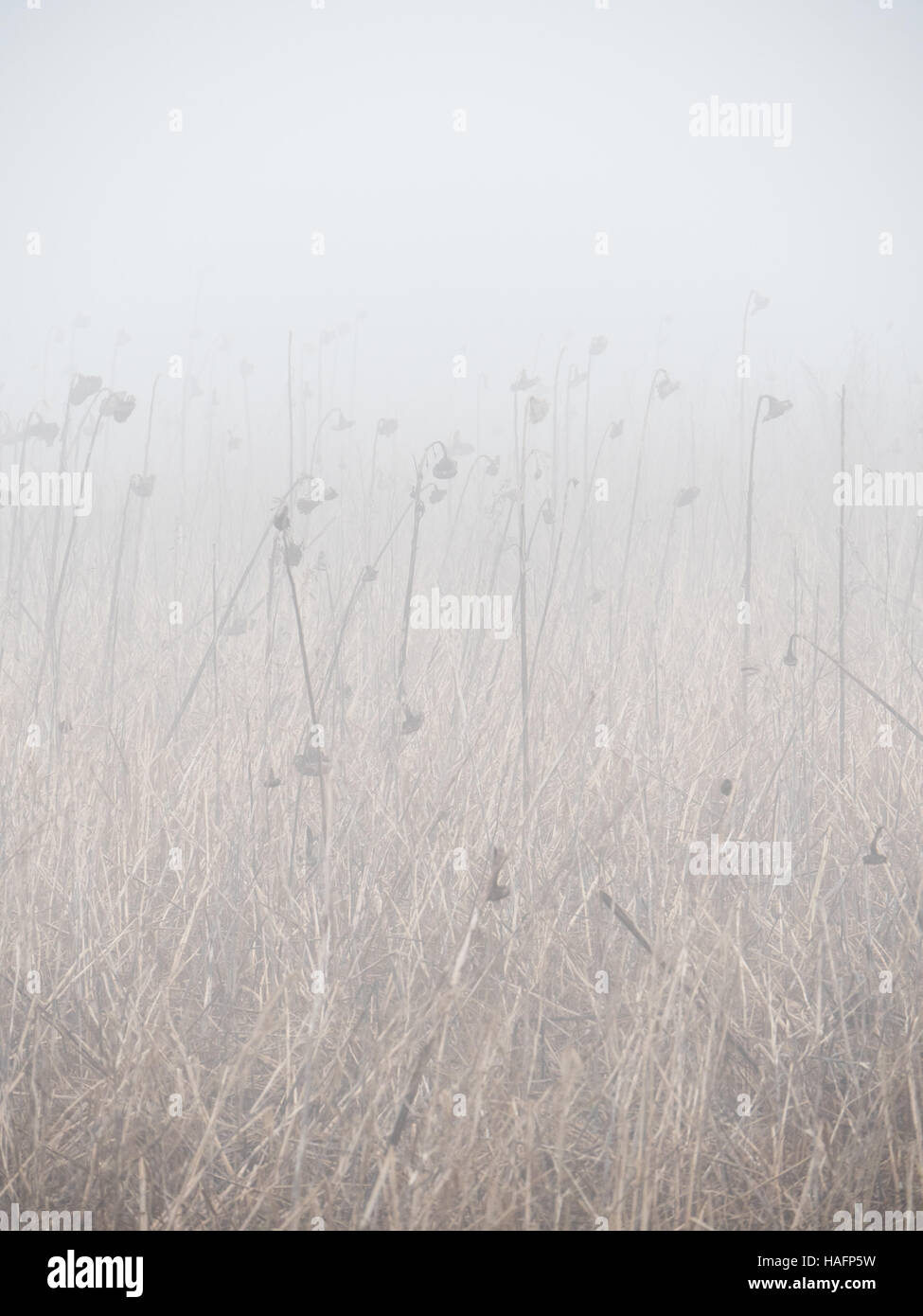 Foggy mist grasses hi-res stock photography and images - Alamy