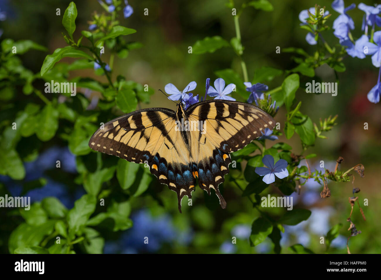 A female eastern swallowtail butterfly ( Papilio glaucus) on plumbago plant, Ponte Vedra beach, Florida, USA Stock Photo