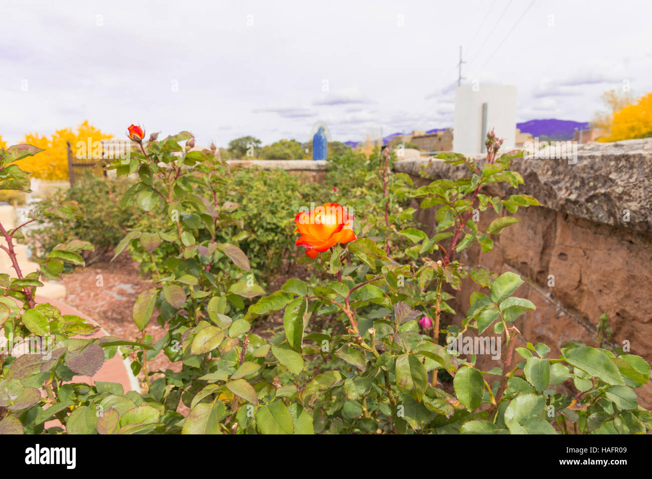 Our Lady Guadalupe Rose Garden Santa Fe, NM Stock Photo
