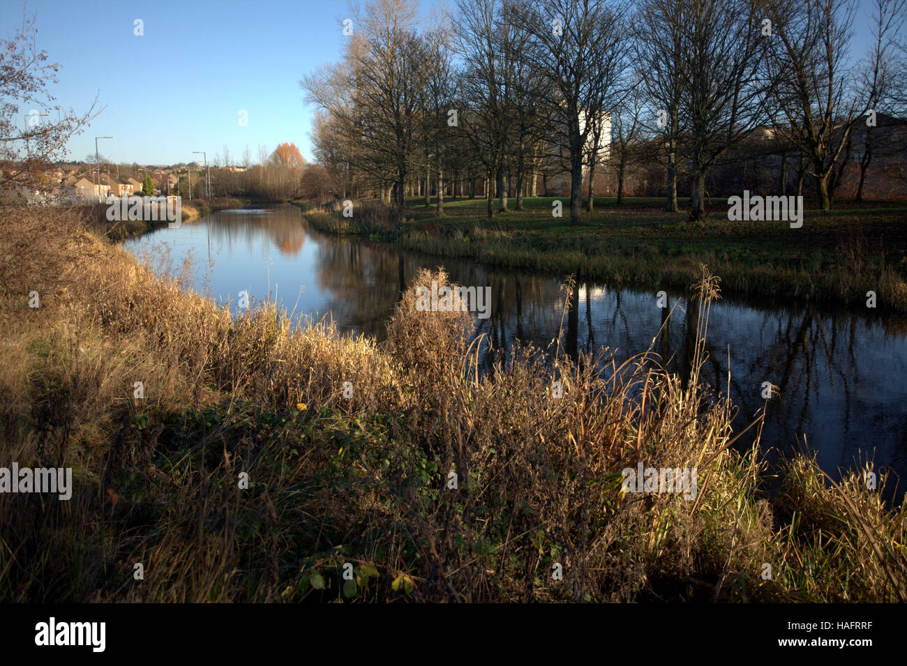 grass and trees reflections on the bank Forth and Clyde canal, Glasgow Stock Photo