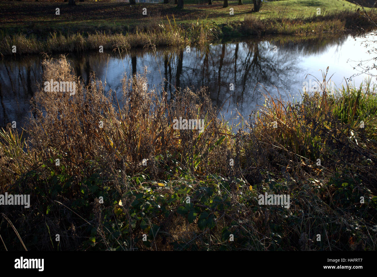 grass and trees reflections on the bank Forth and Clyde canal, Glasgow Stock Photo