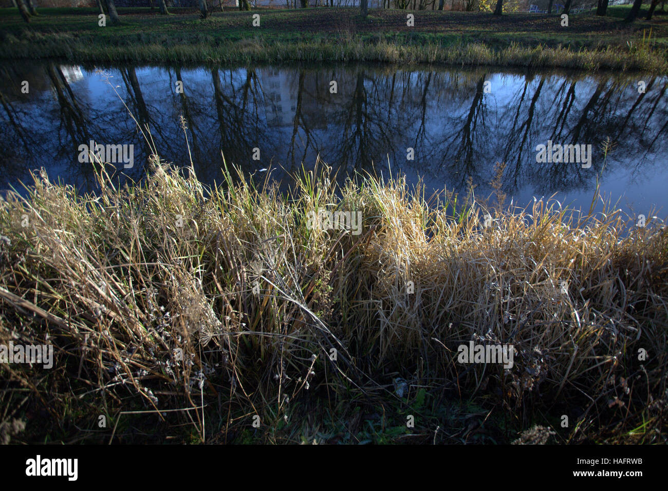 grass and trees reflections on the bank Forth and Clyde canal, Glasgow Stock Photo