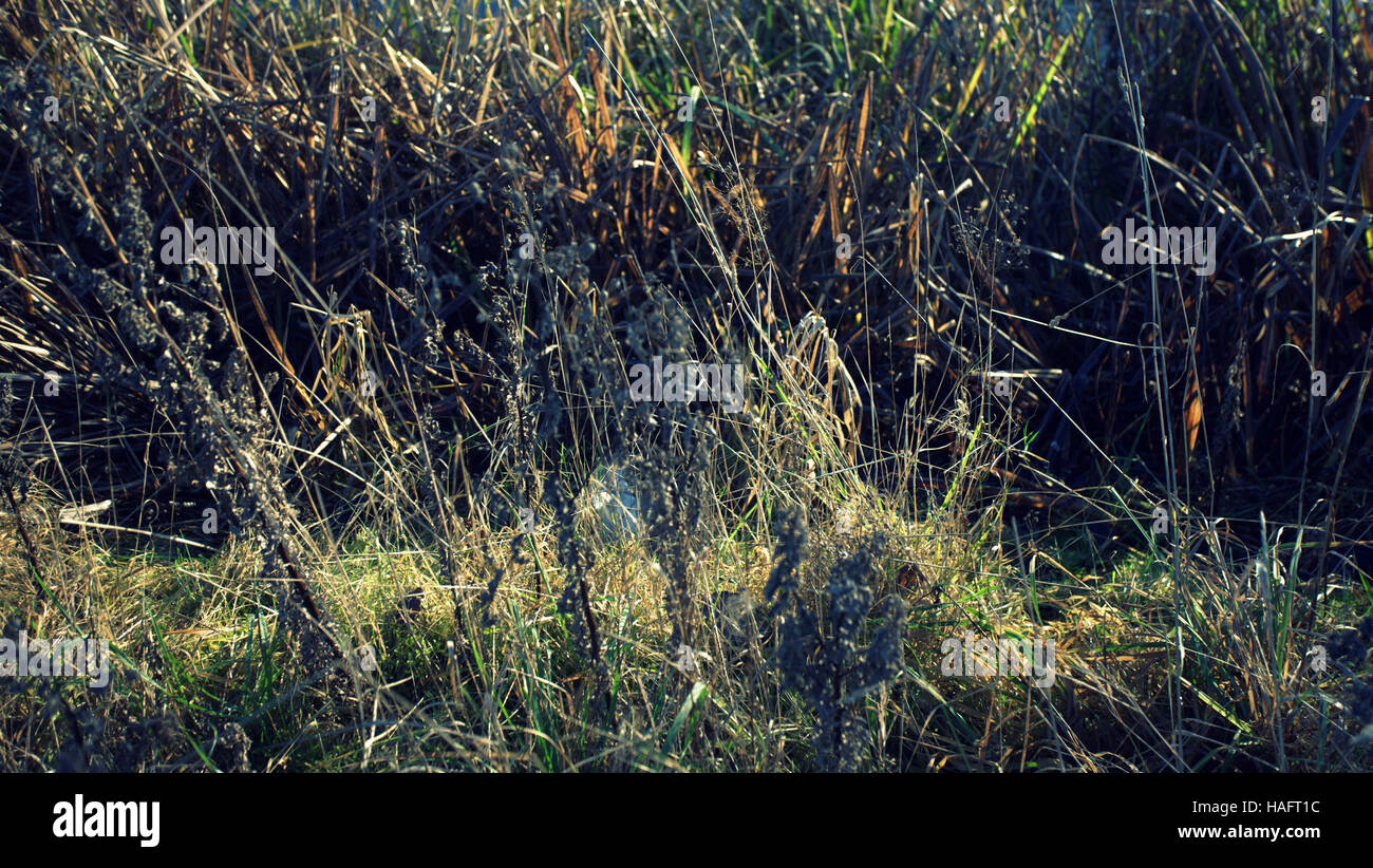 Scottish wild meadow flower background grasses and weeds Stock Photo