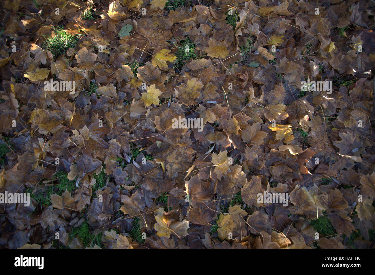Abstract leaf backgrounds fallen leaves on the forest floor Stock Photo ...