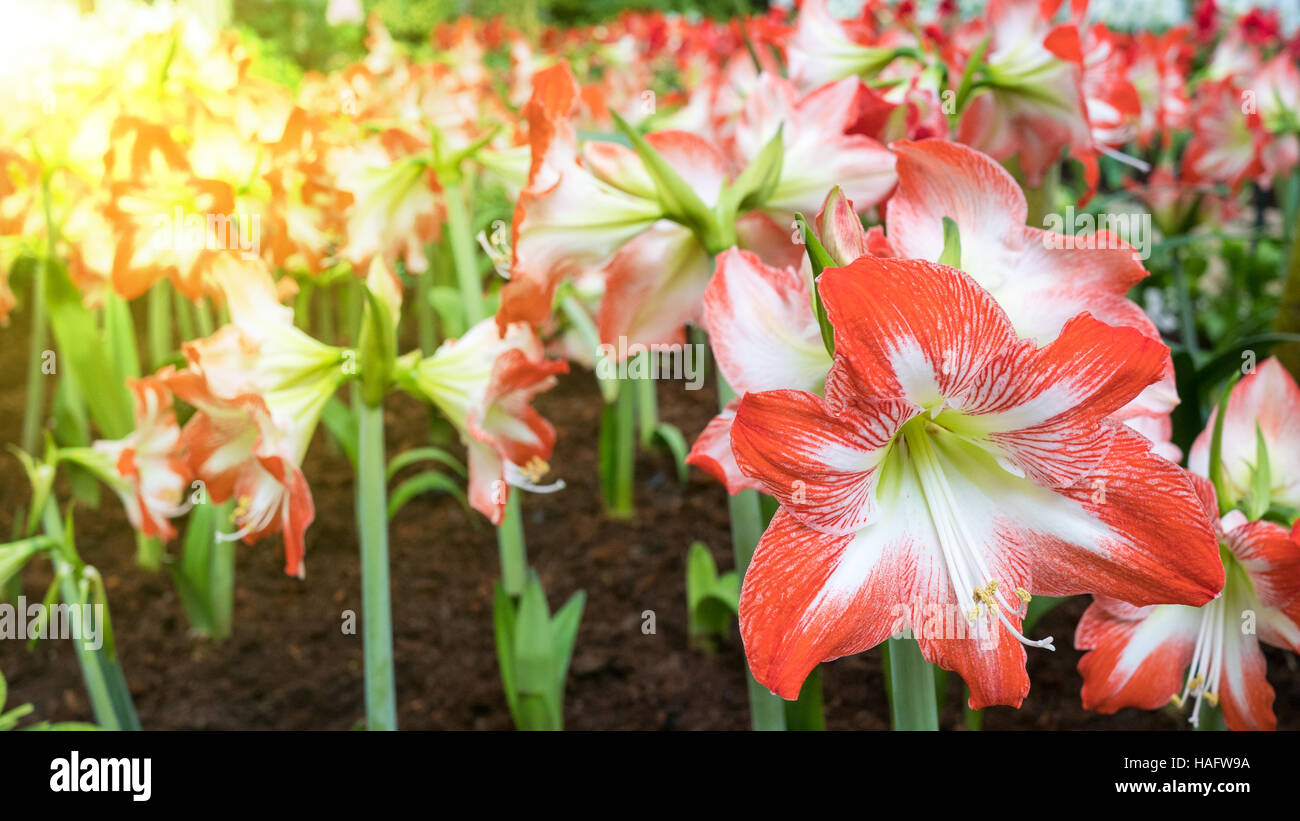 Hippeastrum Amaryllis red flowers on the trees Stock Photo