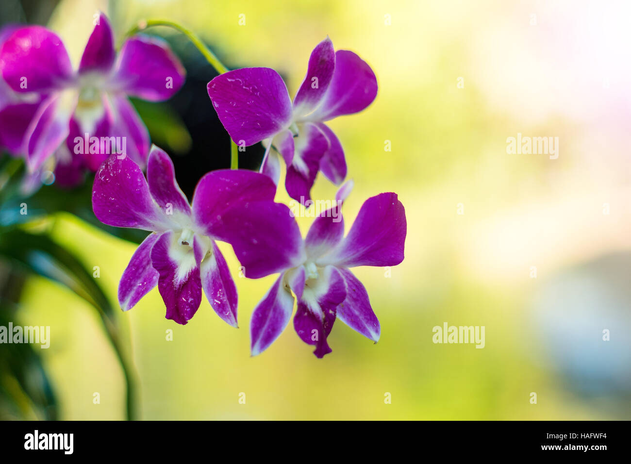 beautiful purple dendrobium orchid flowers in a tree Stock Photo