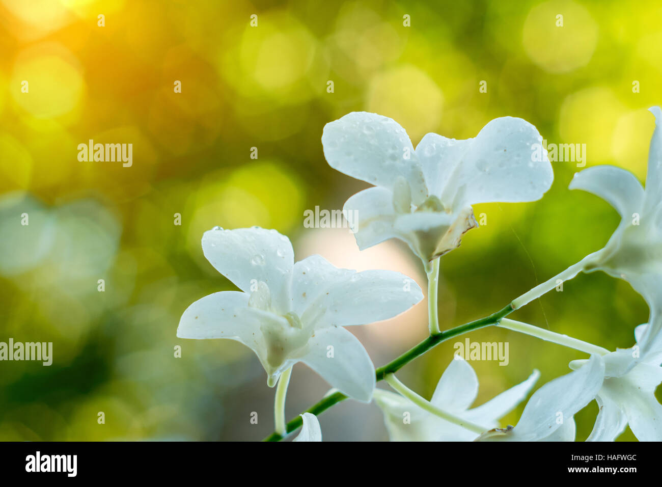 Beautiful White Phalaenopsis orchid on a branch from Thailand Stock Photo