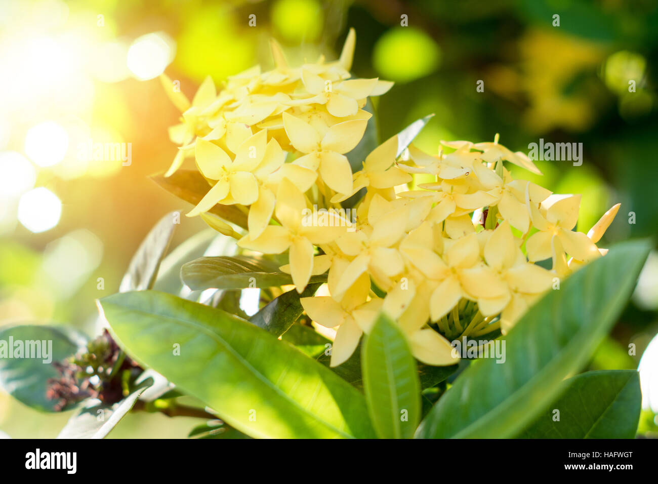 Ixora flower.Yellow spike flower. King Ixora blooming (Ixora chinensis). Rubiaceae flower.Ixora coccinea flower in the garden Stock Photo