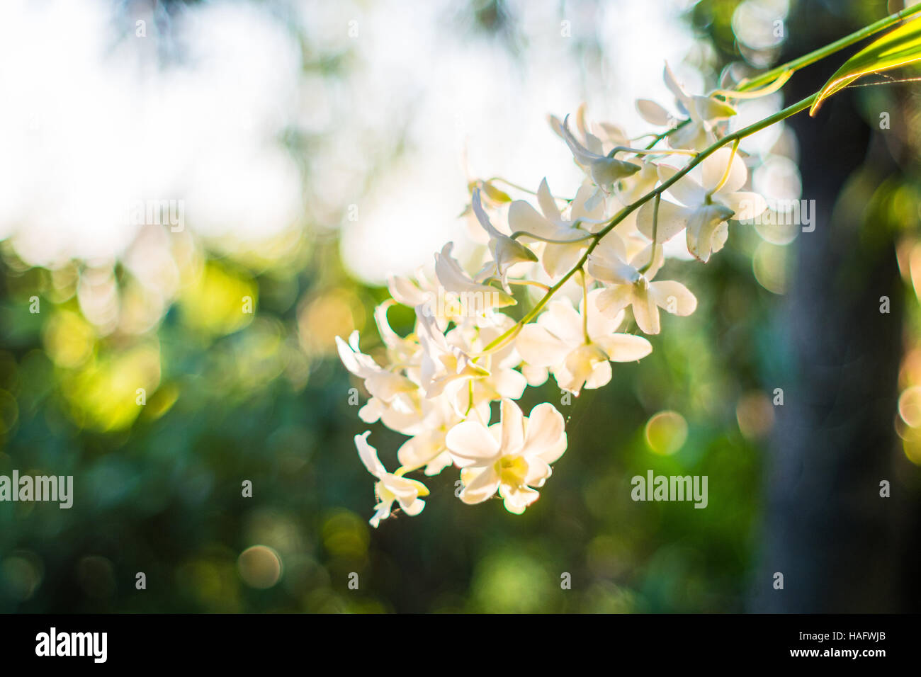 Beautiful White Phalaenopsis orchid on a branch from Thailand Stock Photo