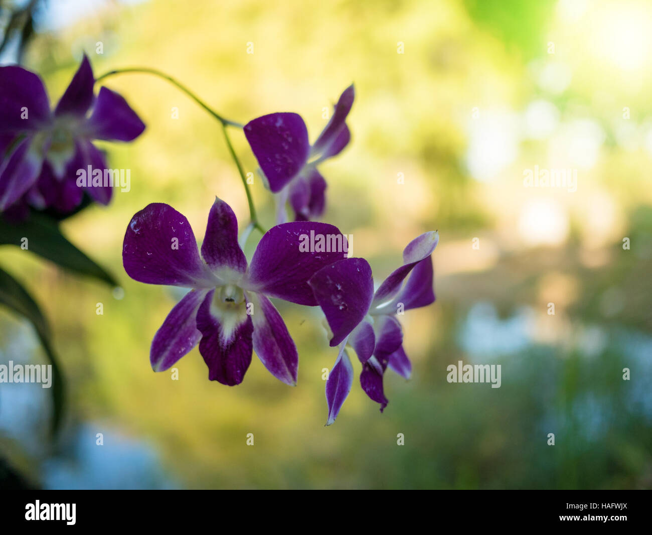 beautiful purple dendrobium orchid flowers in a tree Stock Photo