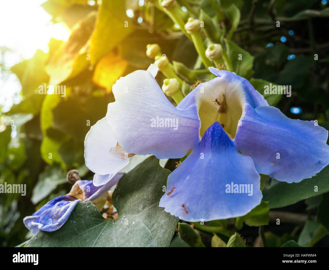 Thumbergia laurifolia flower or blue bengal trumpet vine with ants Stock Photo Alamy