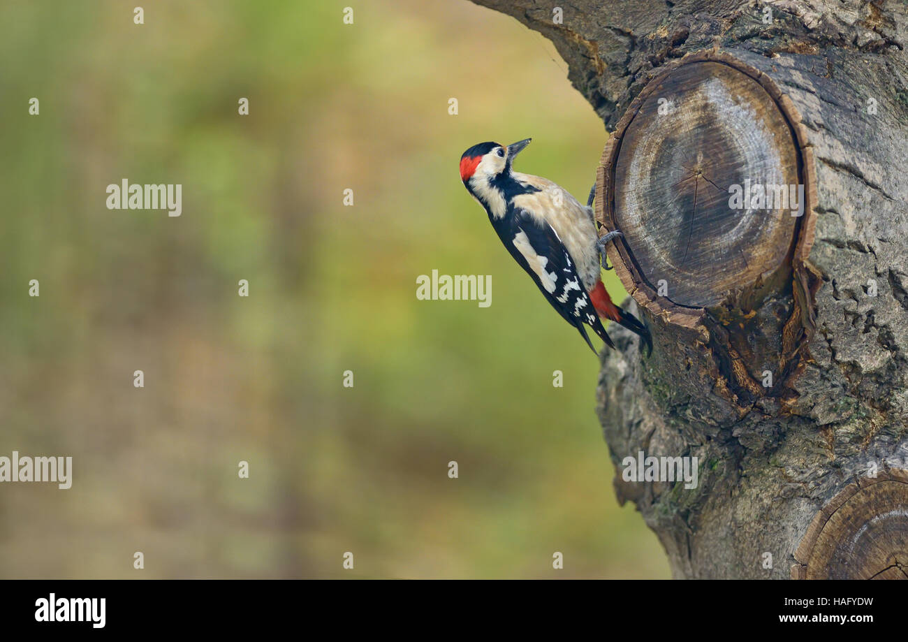 Male great spotted woodpecker (Dendrocopos major) on tree brunch Stock Photo