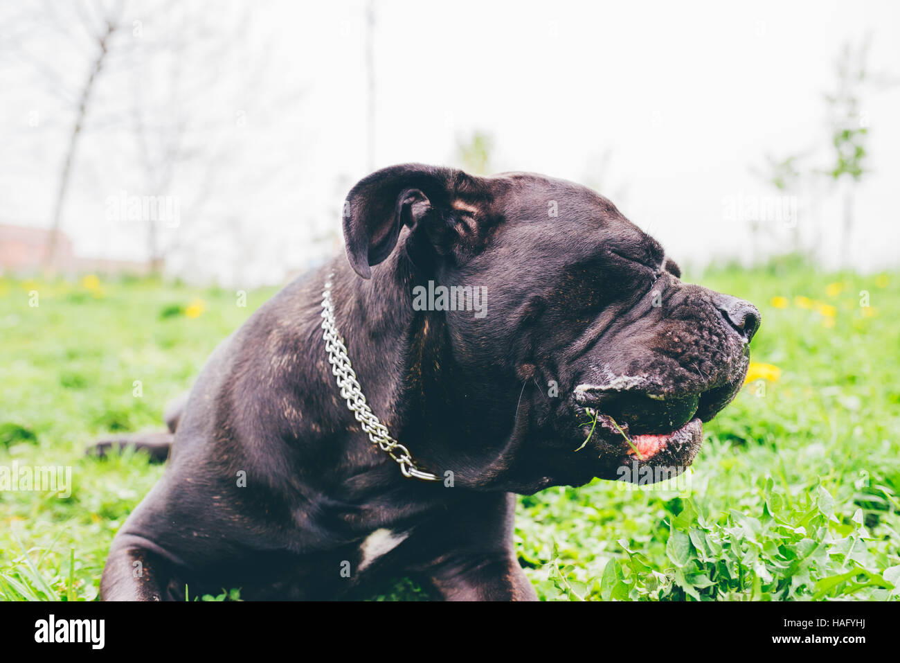 Dog sleeping sitting on the grass outdoor in a park Stock Photo