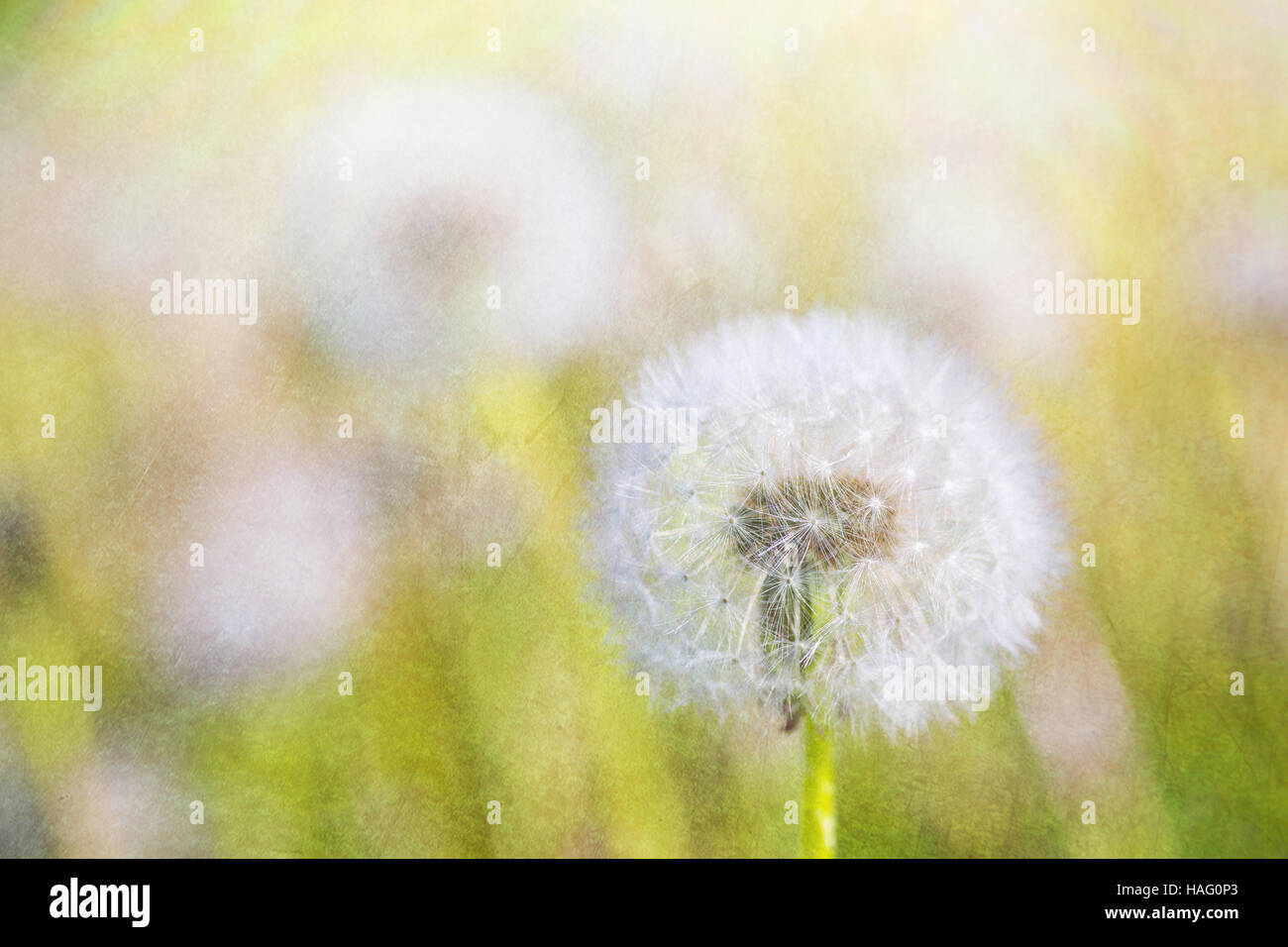 A meadow full of dandelions gone to seed. Vintage texture applied. Stock Photo