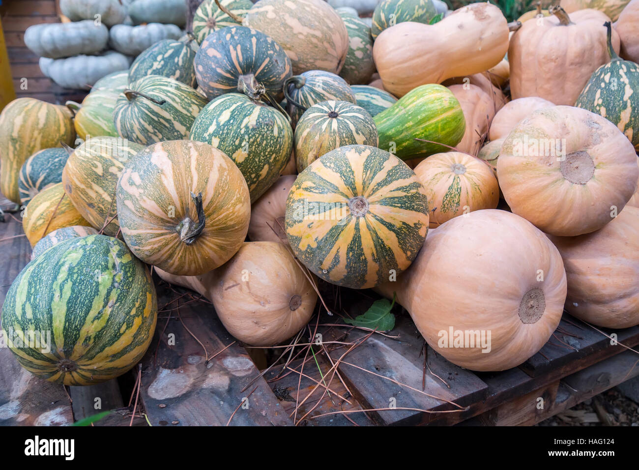Pumpkins, Cucurbita argyrosperma, moschata, Butternut, maxima, cushaw