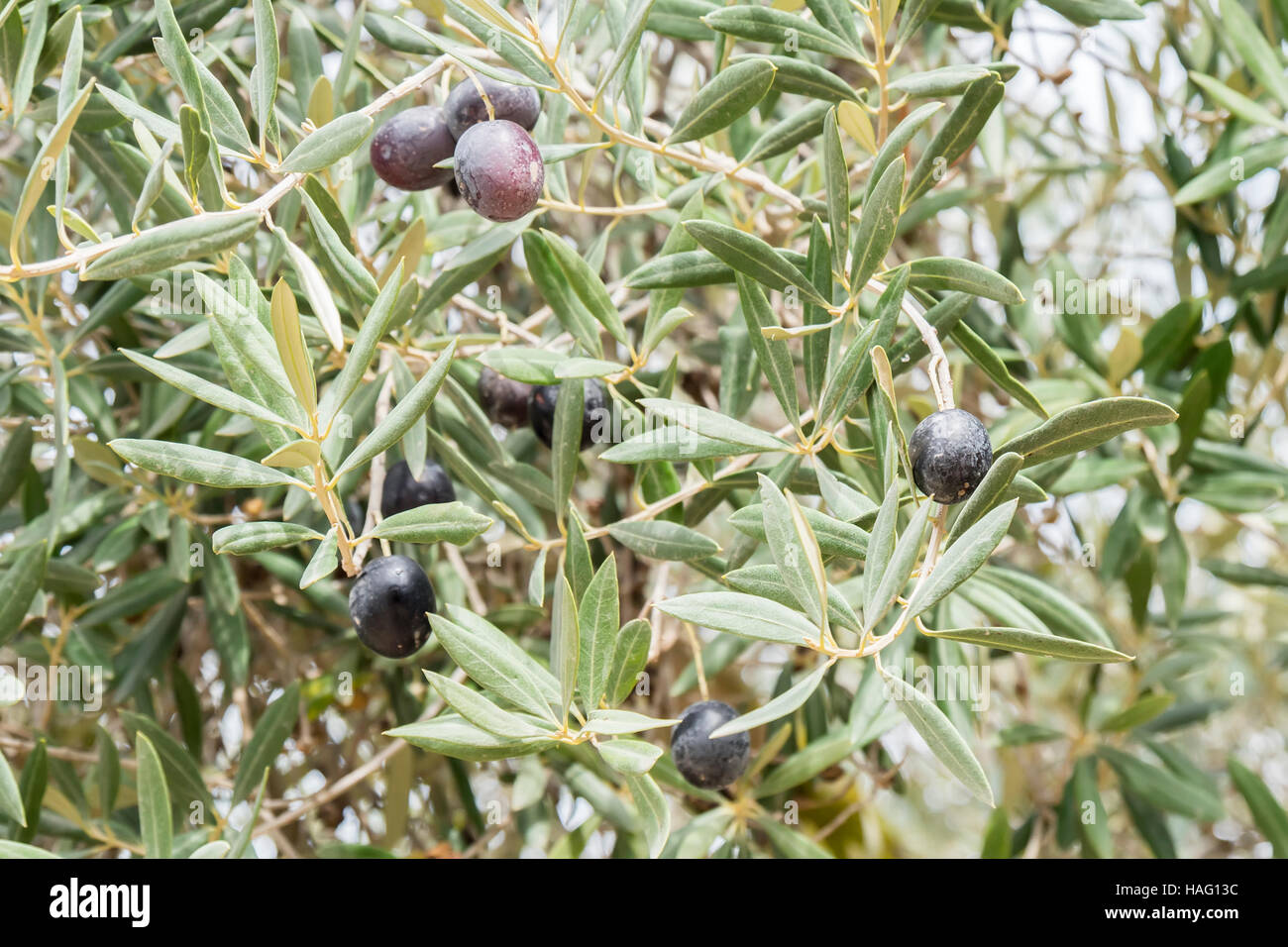 Ripe black olives on the tree Stock Photo Alamy