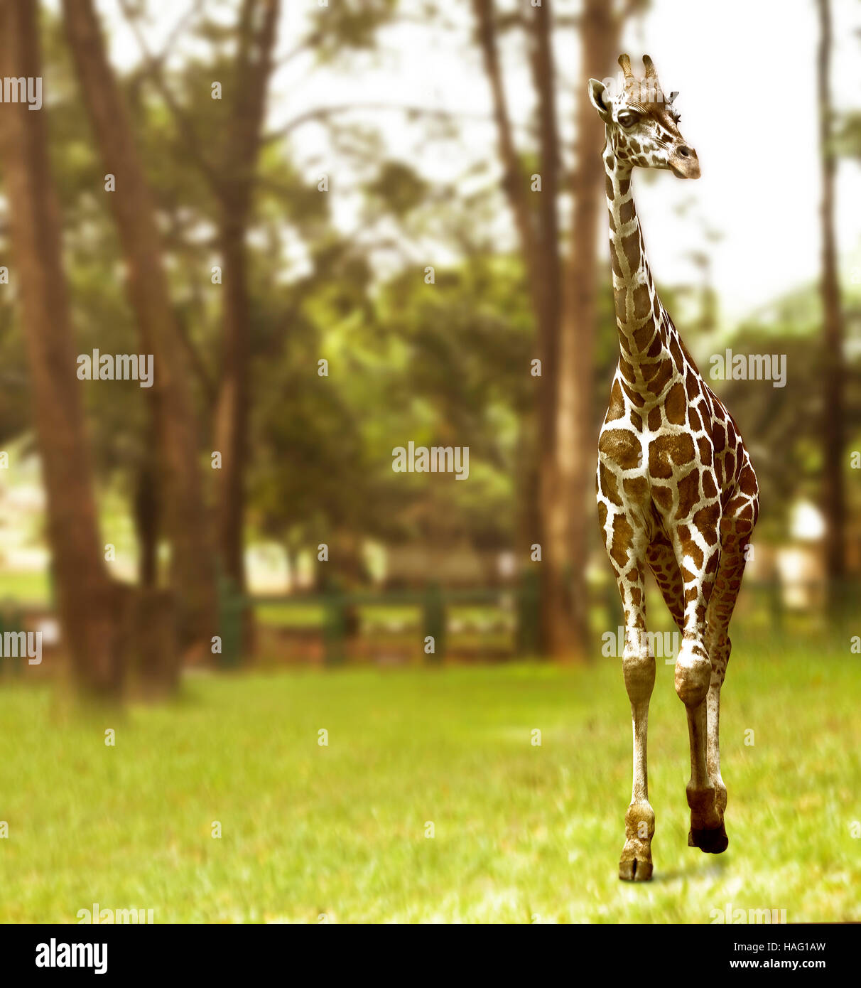 Giraffe walking on the green grass field. Wildlife concept Stock Photo