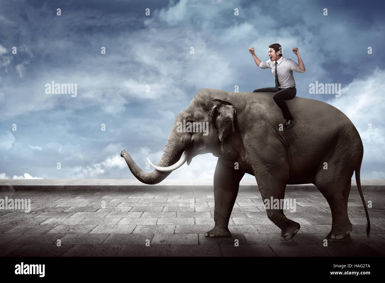 Elephant sitting back hires stock photography and images Alamy