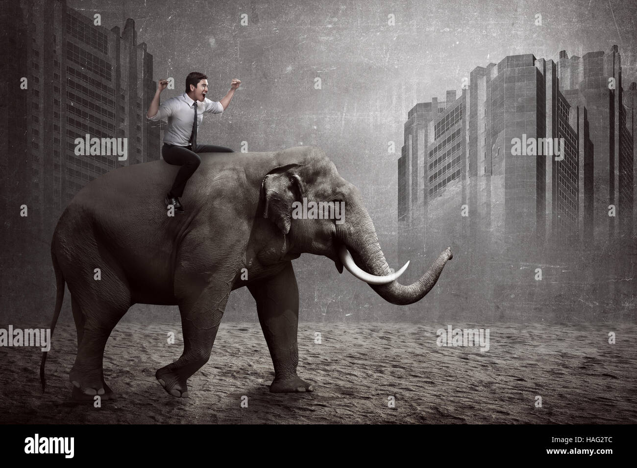 Asian business man riding elephant sit on it back Stock Photo