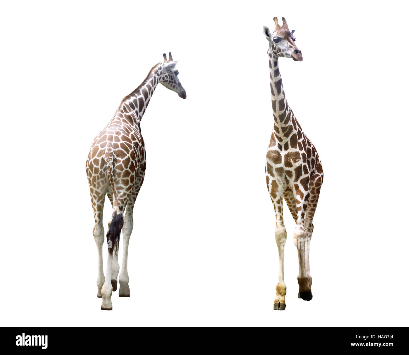 Set of image giraffe isolated over white background Stock Photo