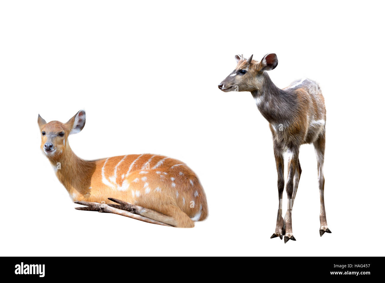 Set of image deer isolated over white background Stock Photo - Alamy