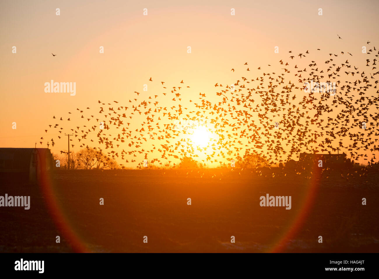 pix Early Morning Sunrise Images With Birds https www alamy com stock photo birds take flight over a farm in the early morning sunrise 126974032 html