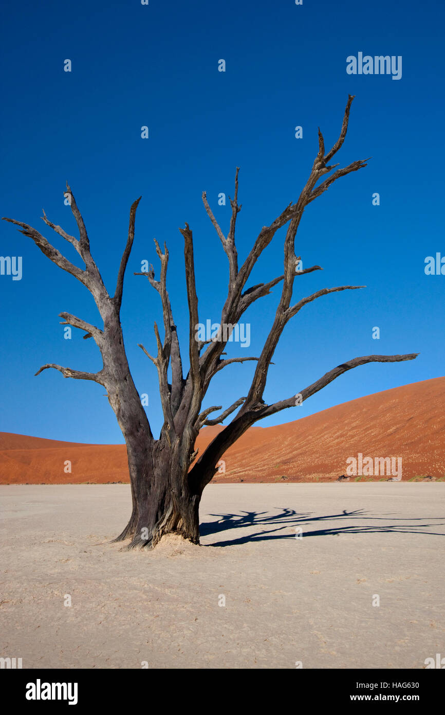 Petrified tree at Dead Vlei salt pan near Sossusvlei in the Namib Desert in Namibia Stock Photo