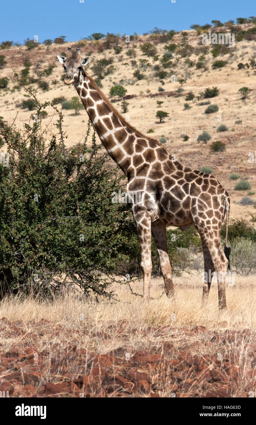 Giraffe - Giraffa camelopardalis - Damaraland in Namibia. Stock Photo