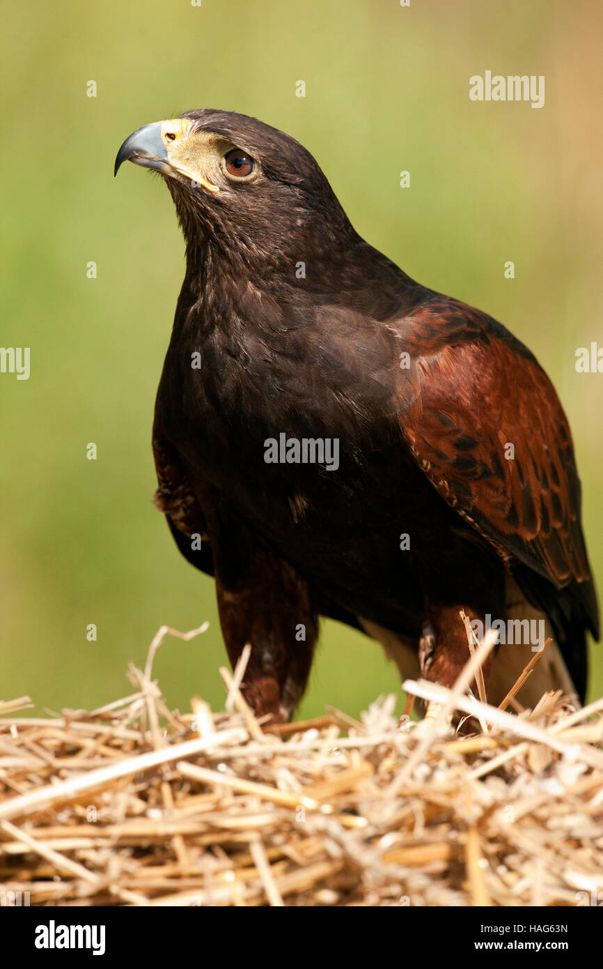 Golden Eagle Scotland Stock Photos Golden Eagle Scotland