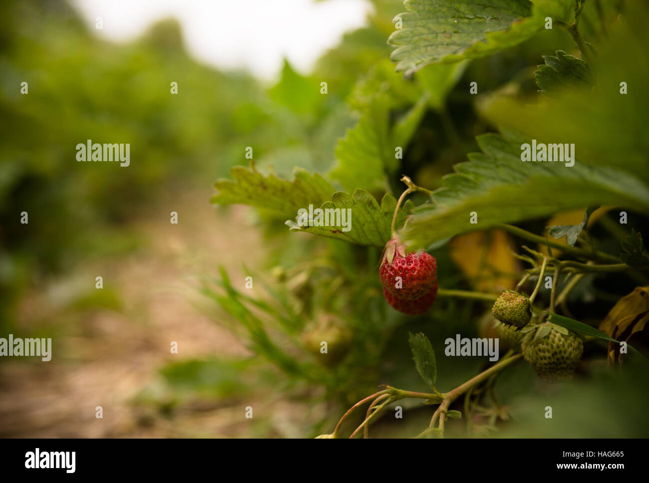 Strawberries on a strawberry plantation in a sunny day Stock Photo - Alamy