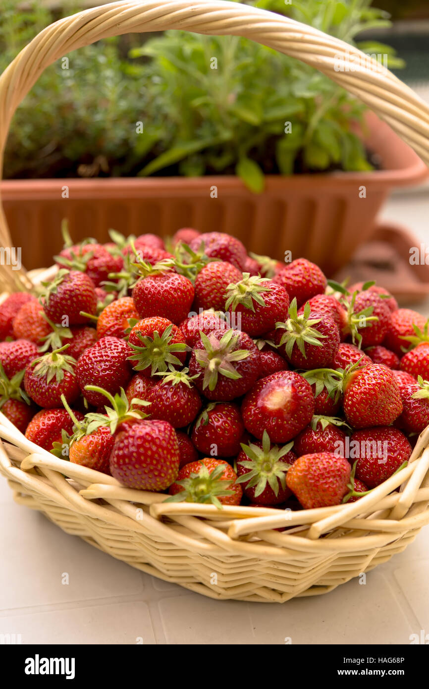 fresh picked strawberries in a basket on the white table Stock Photo