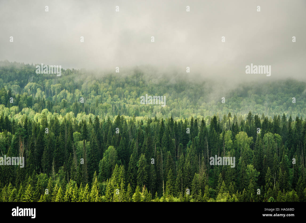 thick fog covered with thick coniferous forest. forest with a bird's ...