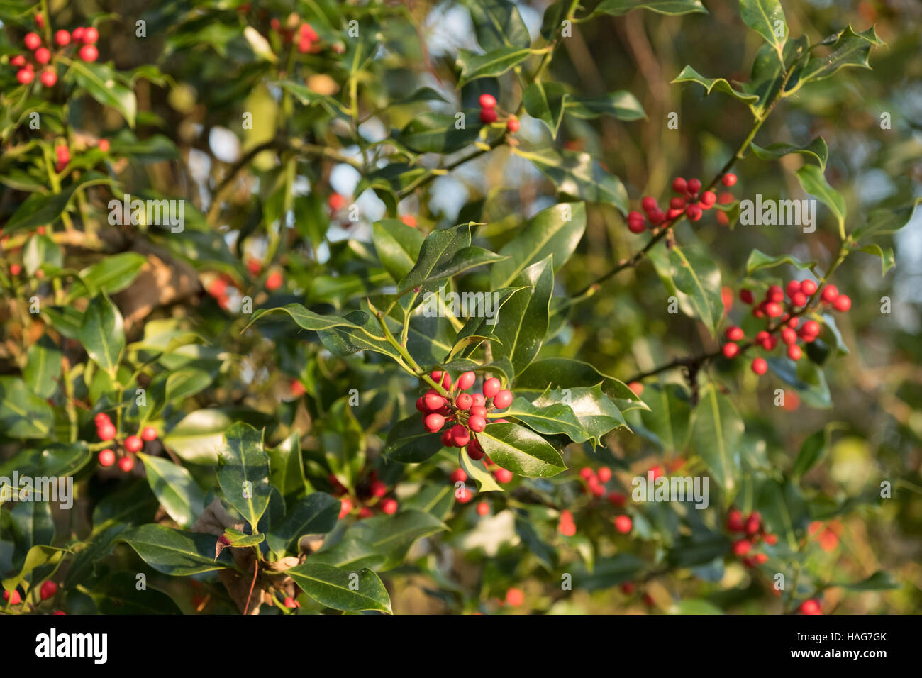 Lincolnshire, UK. 30th Nov, 2016. UK Weather. after the coldest night