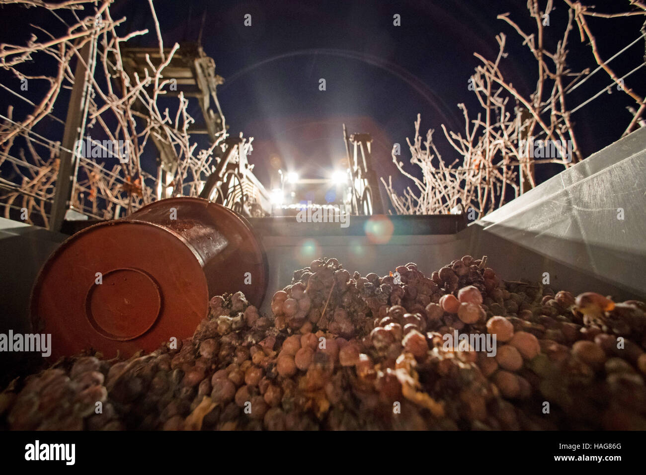 Harvested Silvaner grapes for this year's Eiswein, in Nordheim am Main, Germany, 30 November 2016. Photo: Daniel Karmann/dpa Stock Photo