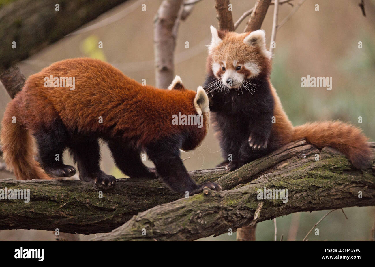 Dresden Germany 30th Nov 16 A Red Panda Baby R Stands In His Cage Next To Its Mother Louanne At The Zoo In Dresden Germany 30 November 16 The Three As Of