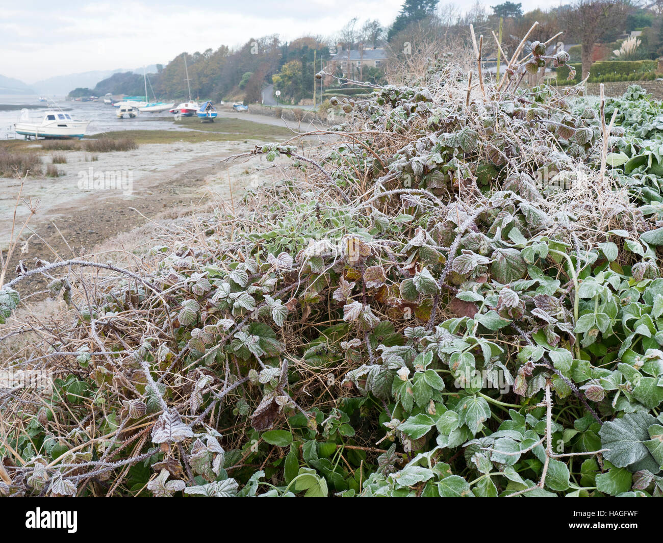 Newquay, Cornwall, UK. 1st Dec, 2016. UK Weather. A frosty morning on the first day of December in Newquay. Frosty plants next to the Gannel River. Credit:  Nicholas Burningham/Alamy Live News Stock Photo