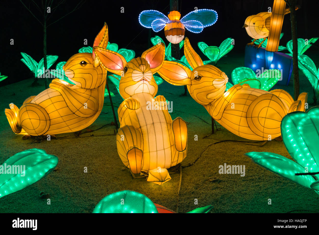 Longleat, Warminster, Wiltshire, UK. 1 December 2016. Christmas Festival of Light at Longleat to celebrate the Safari Park's 50th anniversary with the theme of Beatrix Potter. Crowds flock to see the lights on a bitter cold evening. bunny rabbits lying down in the garden Credit:  Carolyn Jenkins/Alamy Live News Stock Photo