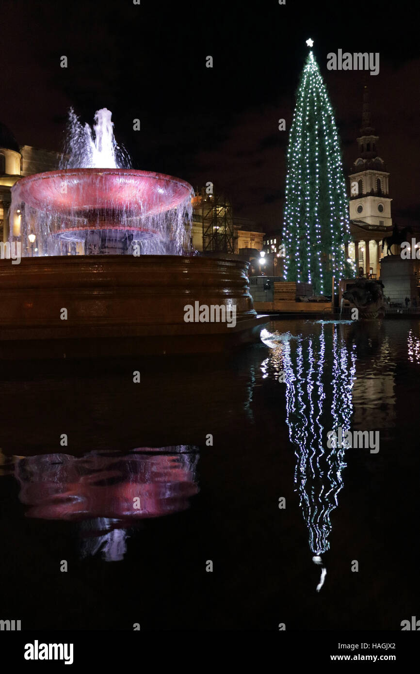 Trafalgar Square London UK. 1st December 2016. The lights on the traditional Norwegian spruce Christmas tree were turned on tonight. Stock Photo