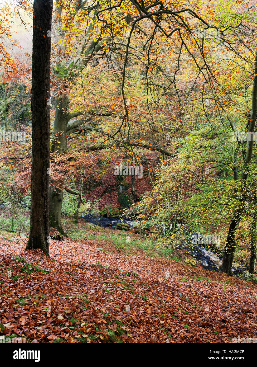 Fosse Gill in Skrikes Wood near Pateley Bridge North Yorkshire England Stock Photo