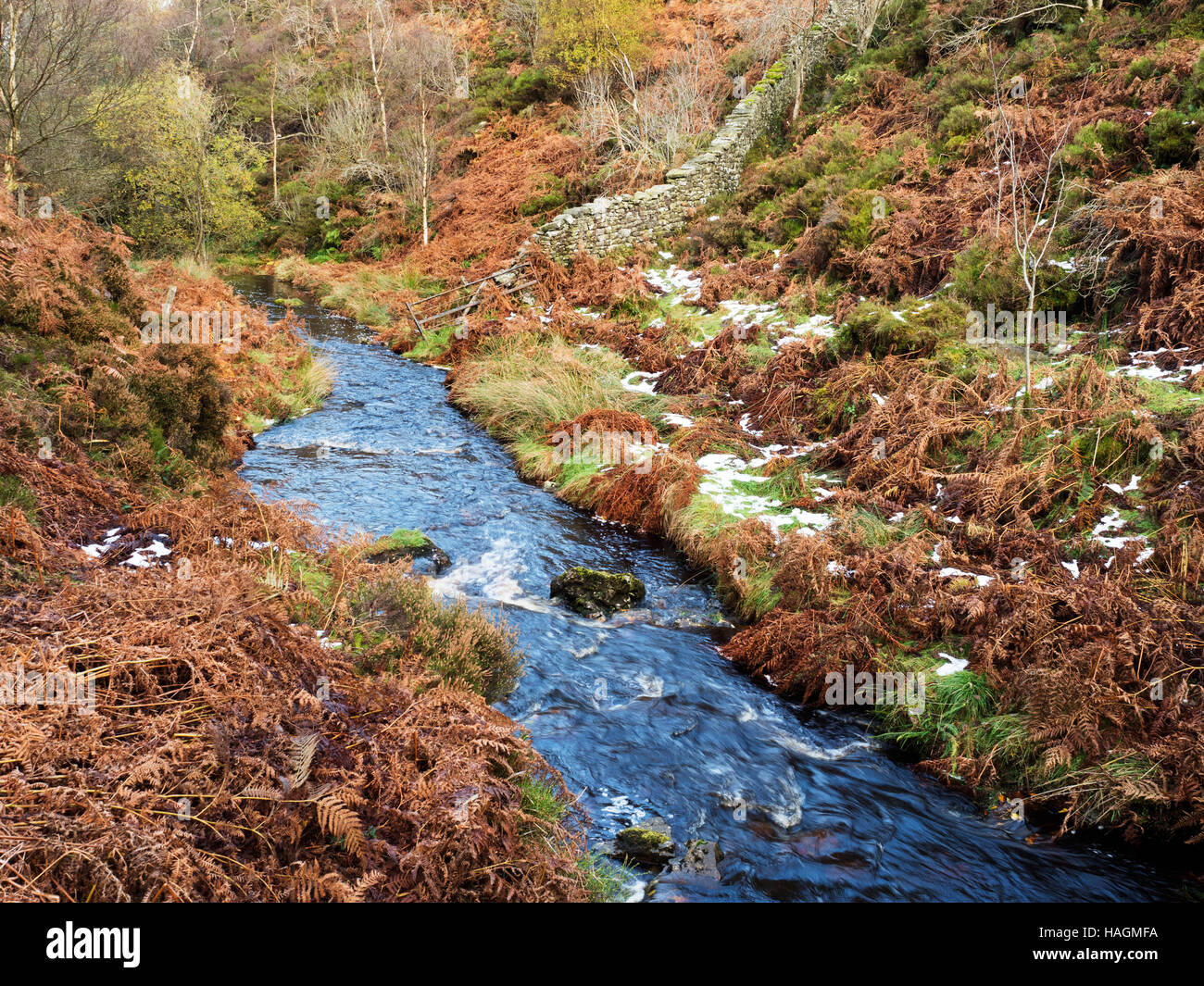 Fosse Gill flows down from Nought Moor into Skrikes Wood near Pateley Bridge North Yorkshire England Stock Photo