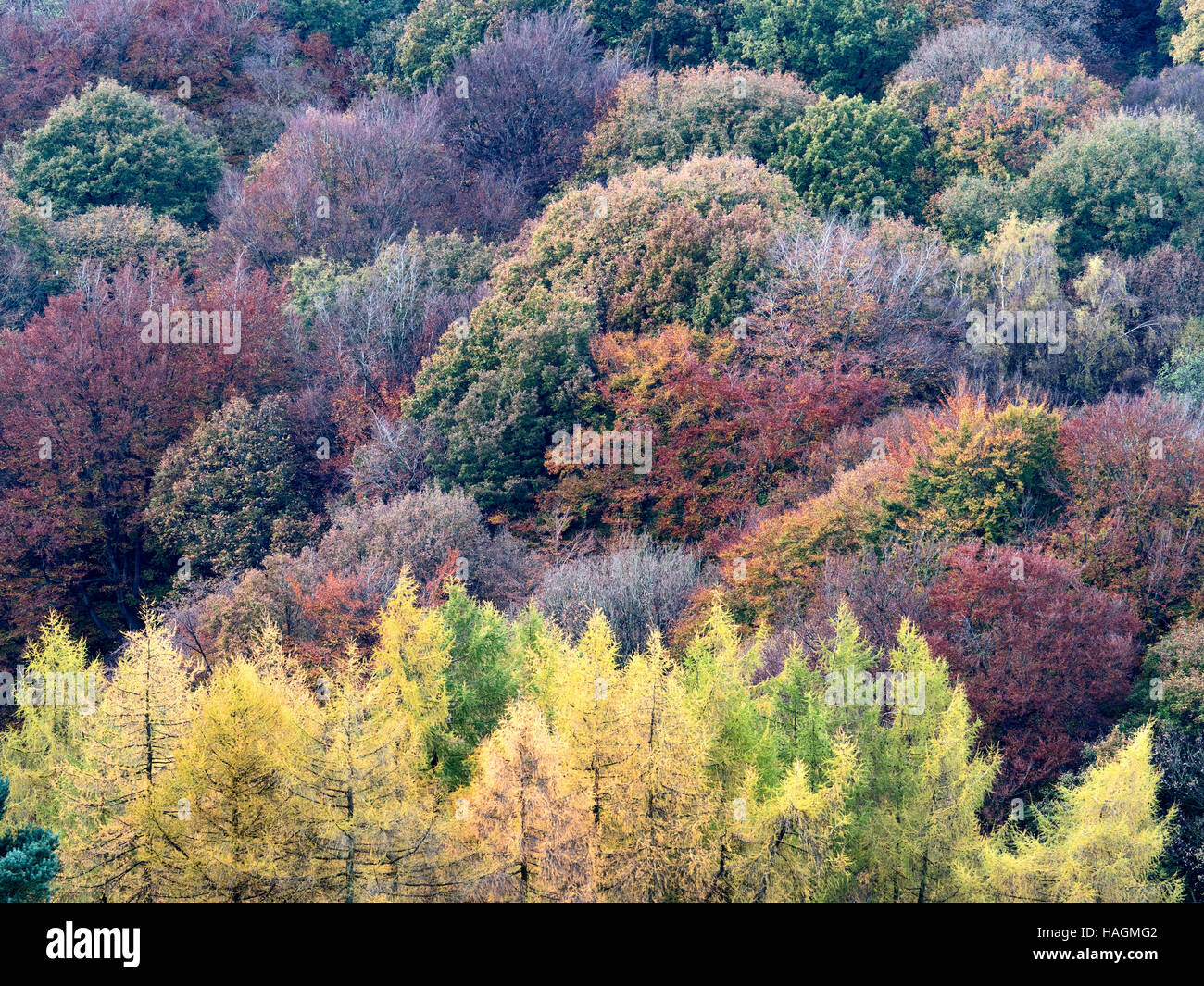 Colourful Autumn Trees at Bewerley near Pateley Bridge North Yorkshire England Stock Photo