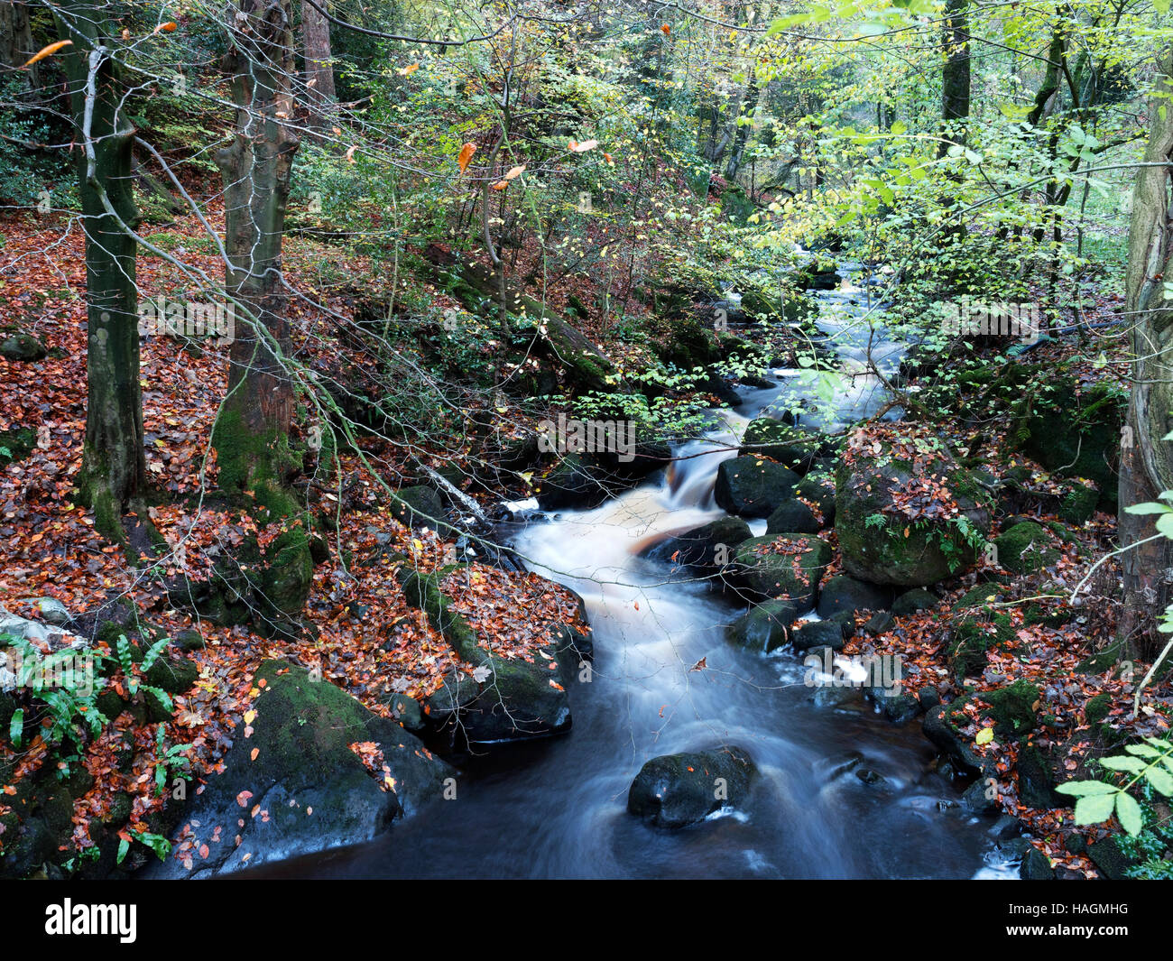 Fosse Gill in Skrikes Wood near Pateley Bridge North Yorkshire England Stock Photo