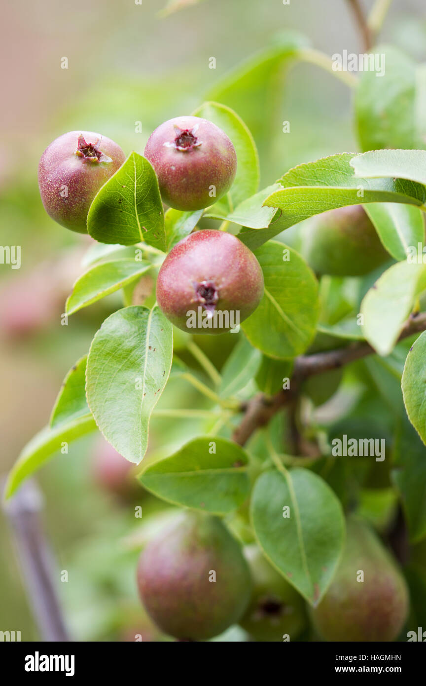 Apples on an apple tree Stock Photo