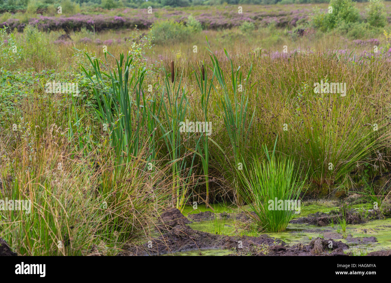 Irish marsh land plants. Stock Photo