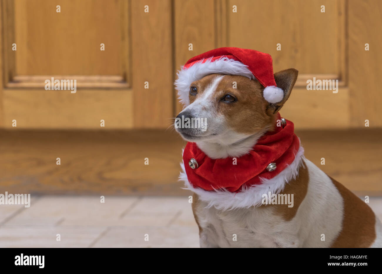 Cute dog in a Santa Hat Stock Photo - Alamy