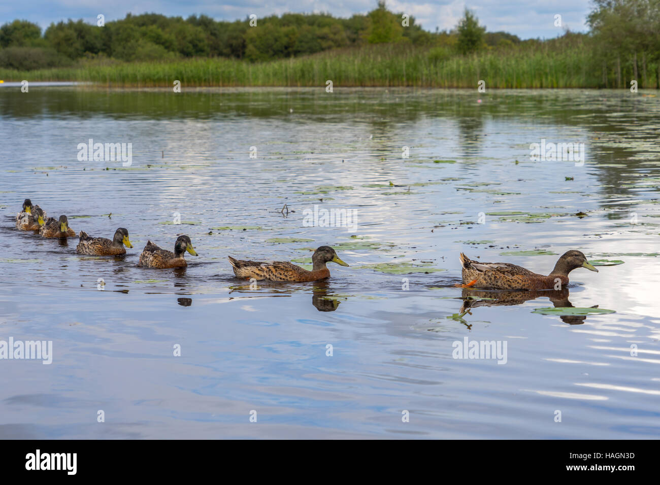 Ducks in a row. Stock Photo