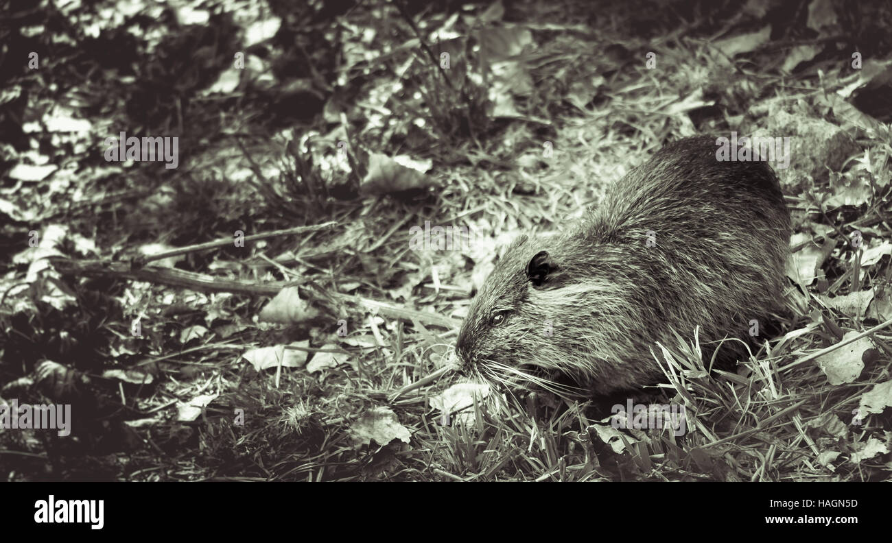 Coypu in tree leaves falling to the ground in autumn. black and white image Stock Photo