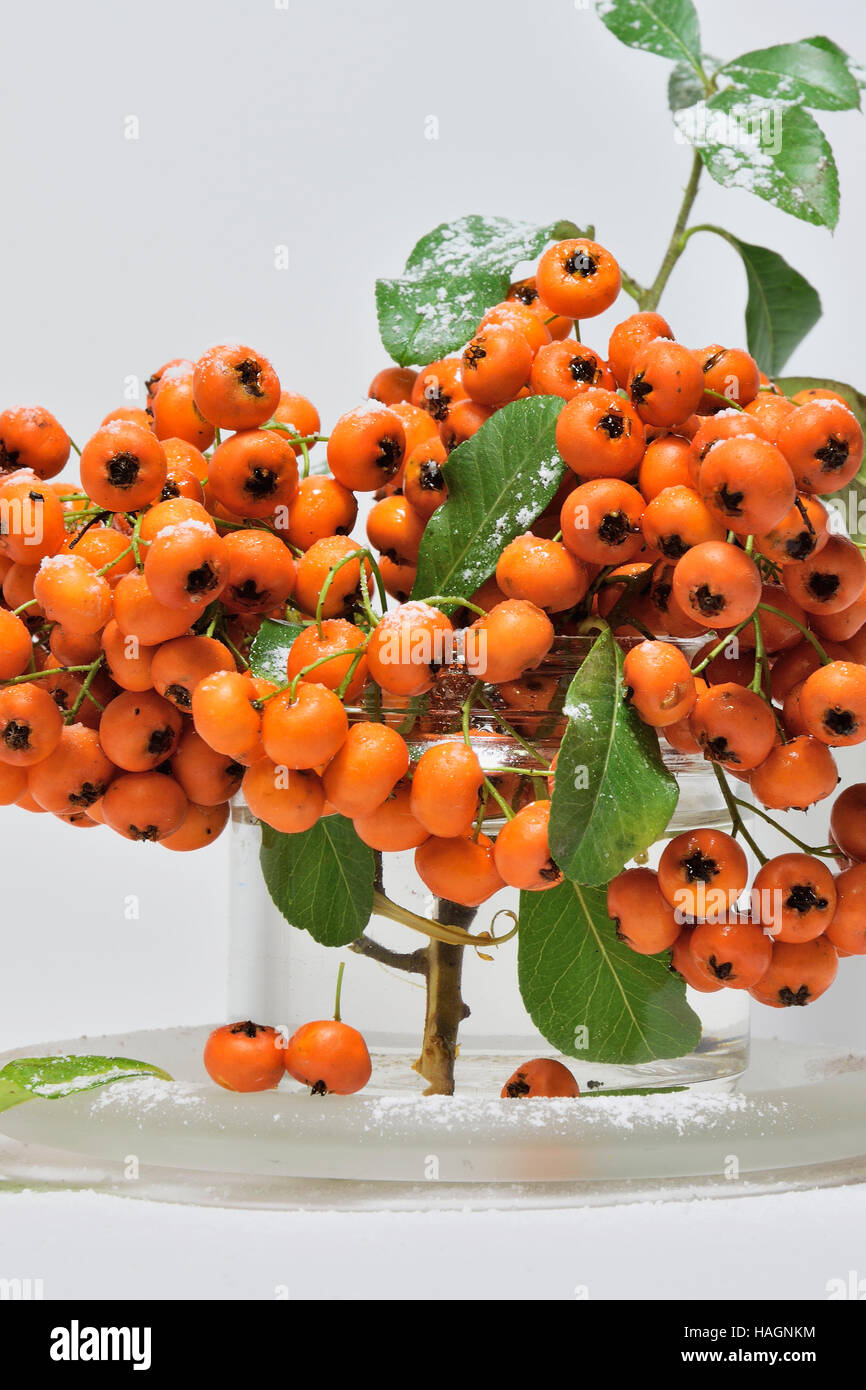 Winter decoration - red berries covered with snow Stock Photo - Alamy